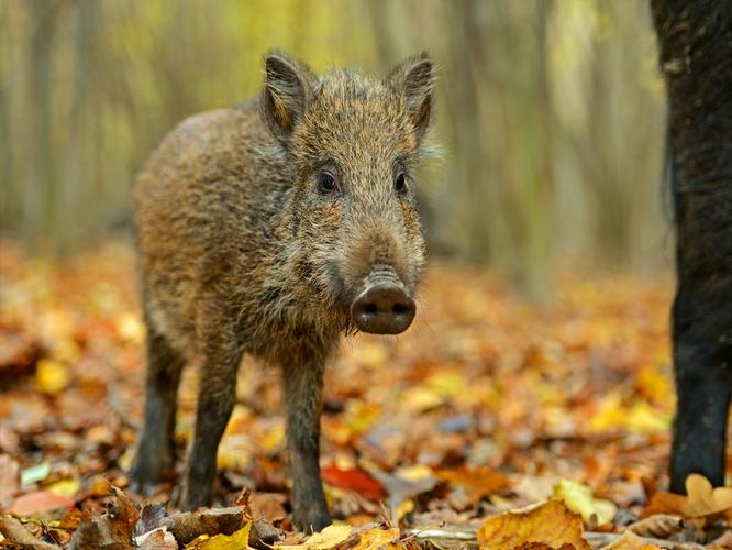 11.02wild boar in the forest