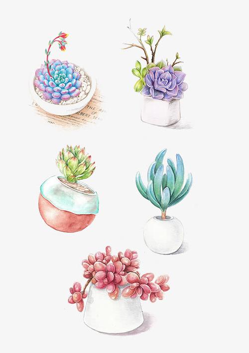 手绘多肉盆栽