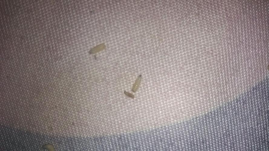 床单上出现了很多白色的虫子这是什么虫子啊!急急!怎么处理?