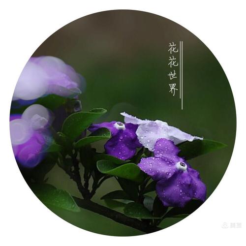 鸳鸯花