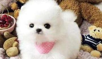 原创茶杯犬是怎么出现的了解后网友我以后不会买茶杯犬了
