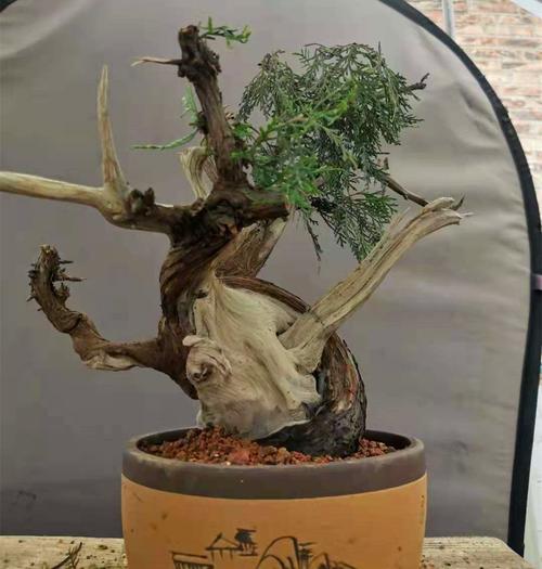 九和崖柏盆景山采老桩柏树素材岩柏树熟桩太行崖柏苗实物包邮  价格