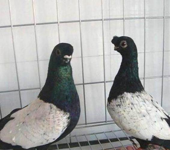 中原跟头鸽的介绍