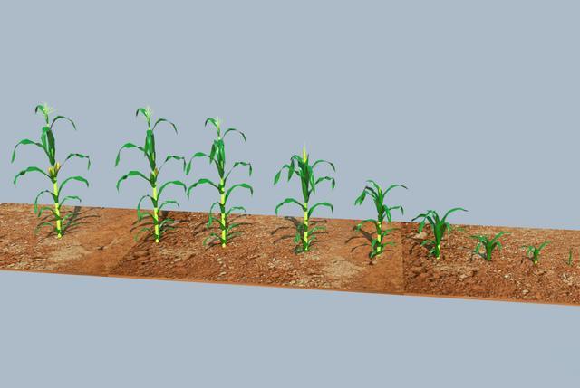 玉米生长过程图