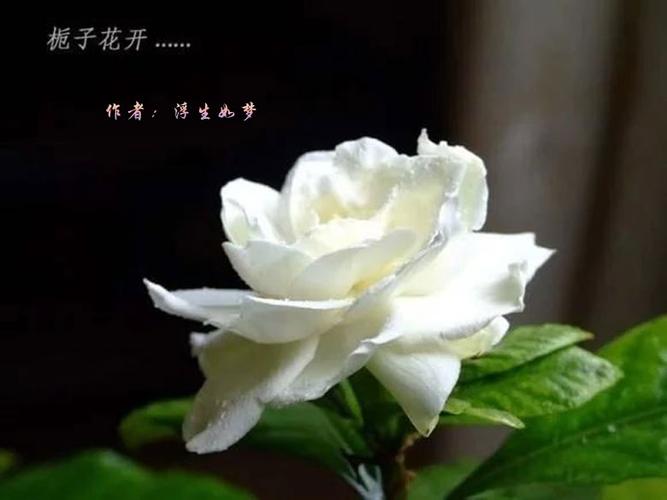 【清雅阁】栀子花开(诗歌)