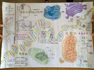 生物消化系统手抄报