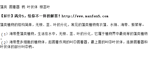 如图所示是海带的结构示意图,请根据图示回答问题