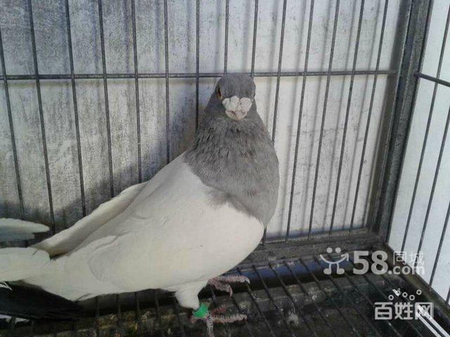 老气4条公点子,蓝乌头各一只