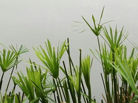 这是什么植物丫,水边生长的