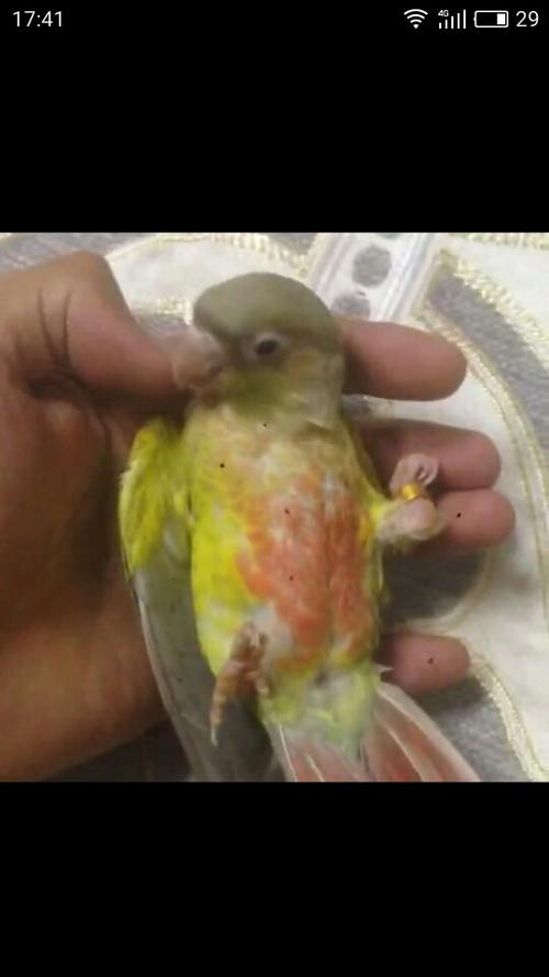 这是凤梨小太阳鹦鹉吗?