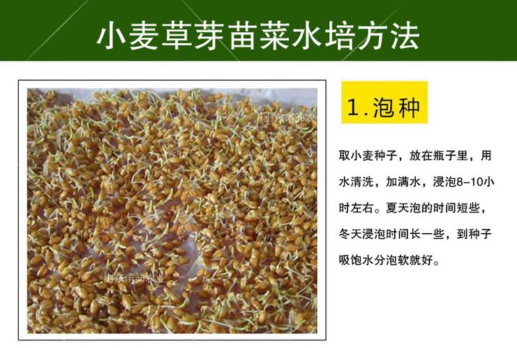 小麦粒小麦种籽麦子小麦种子猫草小麦草种子食用麦芽糖小麦苗榨汁