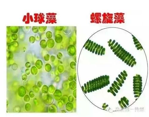 只知道螺旋藻,而不晓得什么是小绿藻吗?这篇你必看!