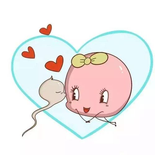 可爱的卵子在输卵管中与她的白马王子精子相遇,相拥,形成受精卵,幸福