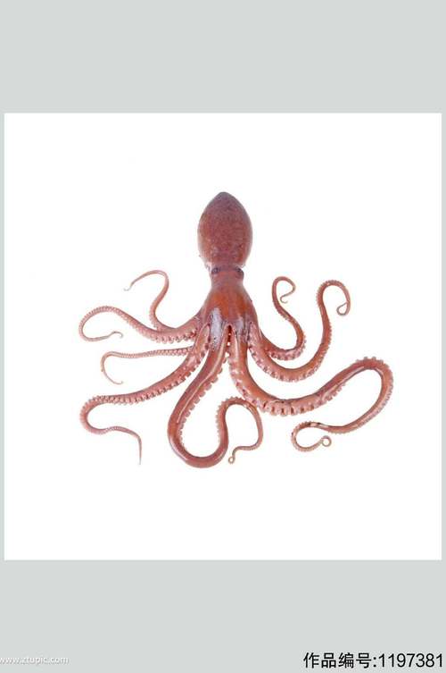 鱿鱼高清海鲜美食图片素材