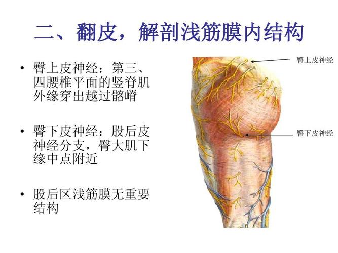 二,翻皮,解剖浅筋膜内结构   臀上皮神经:第三, 四腰椎平面的竖脊肌