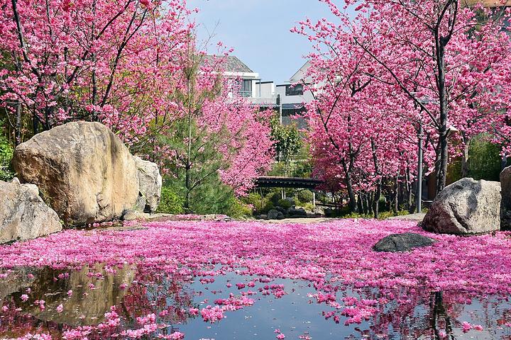 大理大学古城校区在苍山脚下,依山而建的校园也是植物花卉博览园,尤