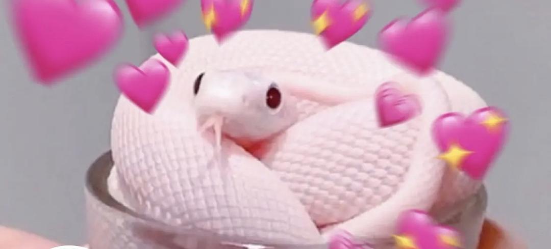 求个蛇蛇表情包原图