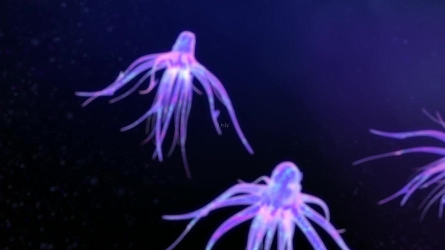 炫彩海底水母大章鱼