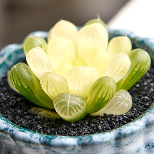 美诺花园的优惠券大全—美诺花园琥珀玉露玉露锦多肉植物办公室防辐射