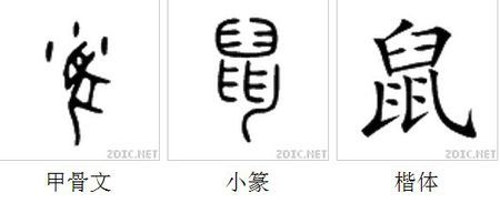 "鼠"这一象形字演变过程.