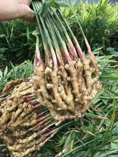 湖南江华特产新鲜小黄姜生姜香嫩仔姜红芽嫩泡腌子姜带泥5斤包邮