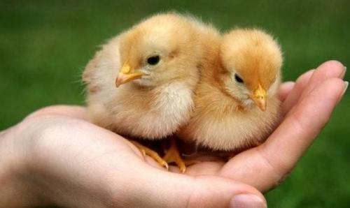 看姿势一共有两种方法,第一种是将小鸡捏着翅膀提起来,第二种是将
