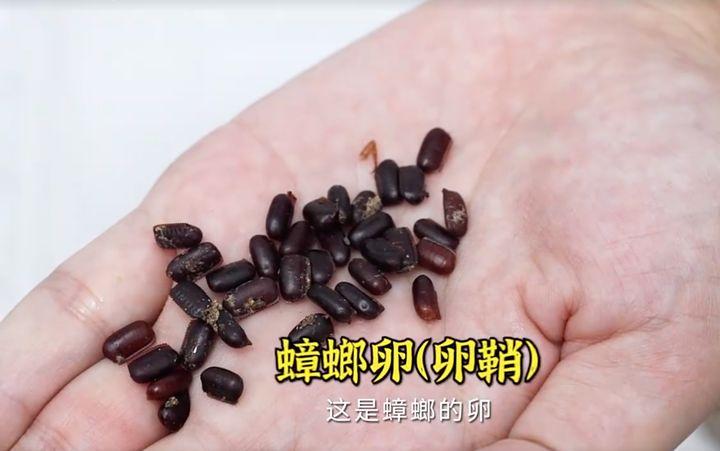 想问一下这个是不是蟑螂卵啊