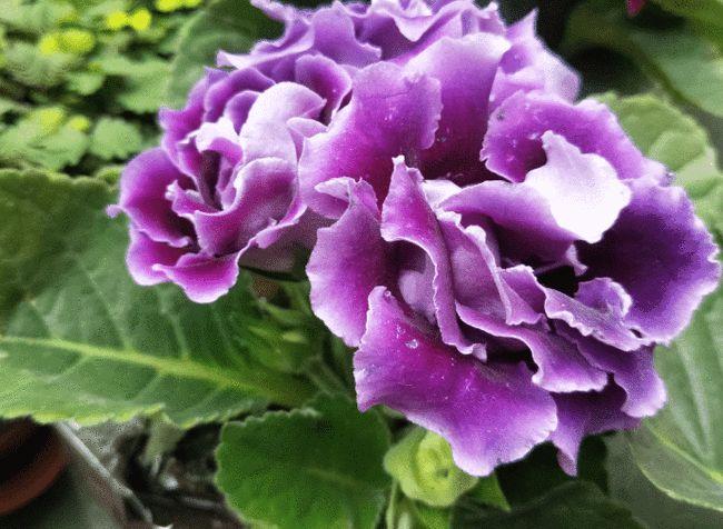 球根花卉大岩桐色彩艳丽,做好4个基础养护措施,让它1年开2次花