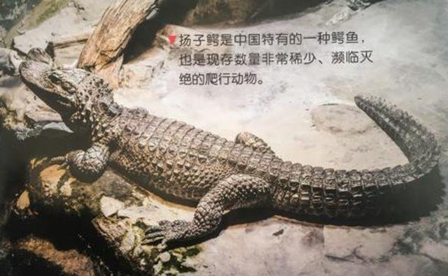 安徽一女子河边洗碗,遇到野生扬子鳄:来好几年了,和我们都熟悉了