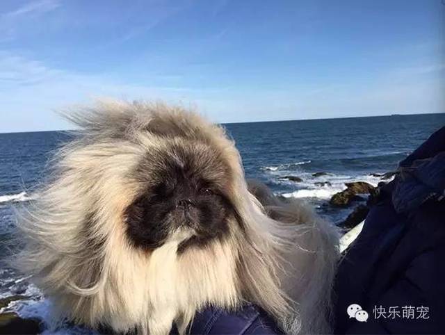 你见过"长发飘飘"的狗狗吗?
