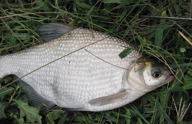 鳊鱼吃什么食物?