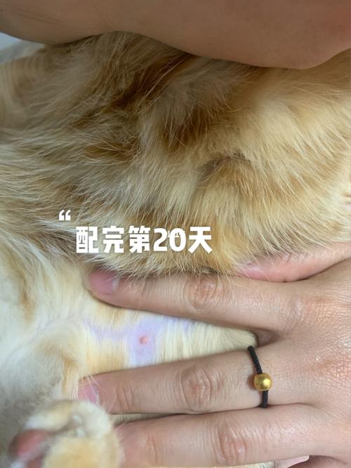 猫咪怀孕记录20天变化_怀孕_猫咪_孕吐_猫咪怀孕_宠物