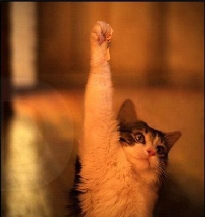 今天七夕自己一个人过的童鞋请举个爪~~~ 举爪,求勾搭.