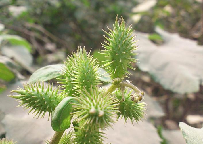 农村4种常见野草都是治风湿的草药最后一种还能炒鸡蛋吃