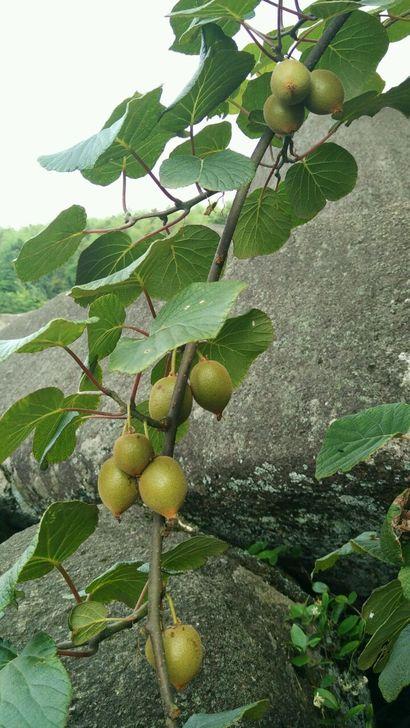 野生猕猴桃有哪些营养?