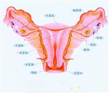 子宫大小正常范围