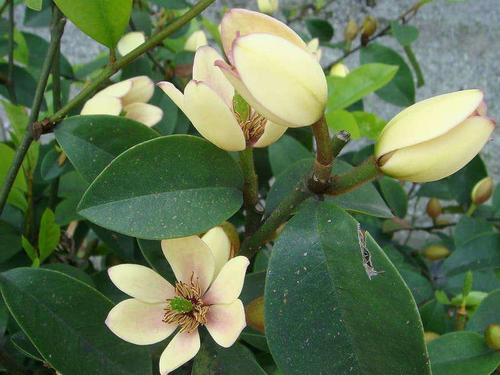 沙蓬(药用植物)