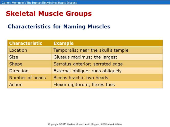 near the skull"s templesizegluteus maximus; the largestshape