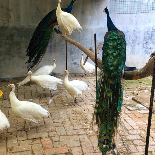 杭州哪里有卖孔雀