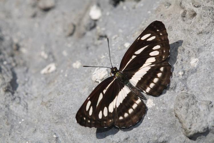 无边环蛱蝶neptis reducta fruhstorfer, 1908
