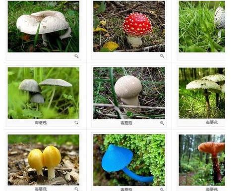 可食用的无毒蘑菇多生长在清洁的草地或松树,栎树上,有毒蘑菇往往生长