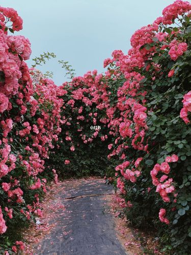 郑州高科技花卉博览园_高科技_花卉_郑州_农夫山泉怎么样_景点_摄影