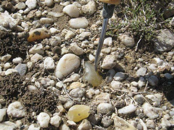 【福海乌伦古湖】捡肥皂石头,漂亮很原生态!