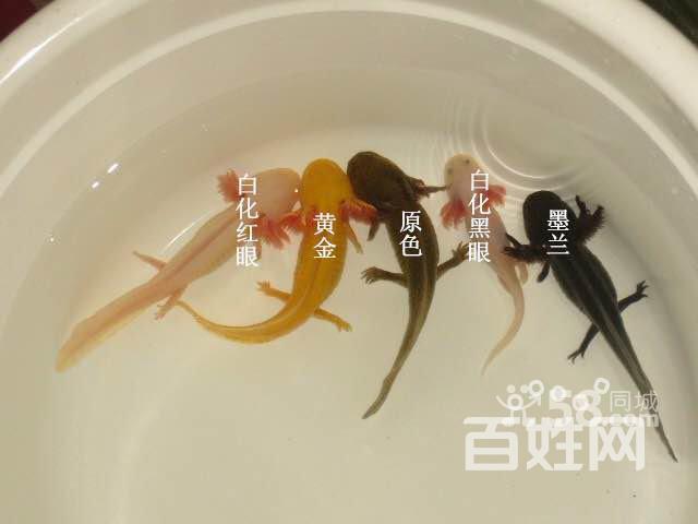 六角龙鱼长着脚的鱼