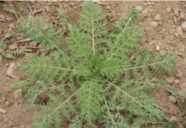   编辑 清明前后,麦蒿和小麦一起茁壮成长,有的时候甚至比麦苗