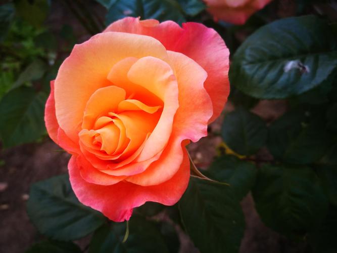 2019手机植物相册 月季花