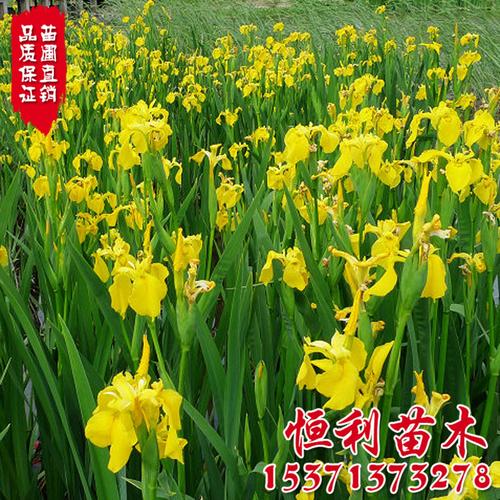 批发多年生草本水生花卉黄花鸢尾种子 黄 兰河道边护坡