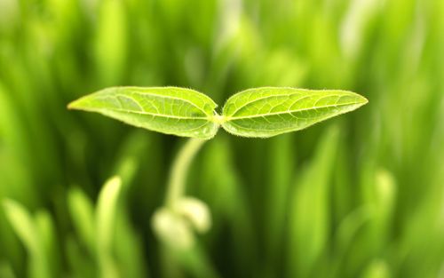 新芽嫩叶第一辑120