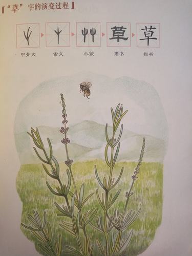 "草","朵","果"三字的演变过程.
