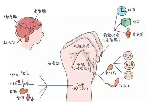 第一天:情绪?情绪! 情绪因何而来? 正面管教工具:掌中